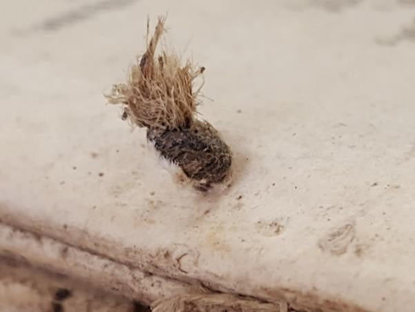 1612 Quarto First Edition King James New Testament With Rare Extras & Provenance E.T. Rare Books